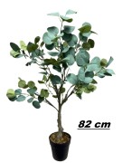 Konstväxt Eukalyptus