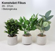 Konstväxt Fikus I Betongkruka